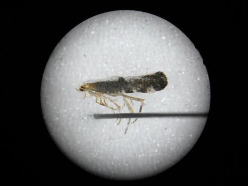Argyresthia spinosella